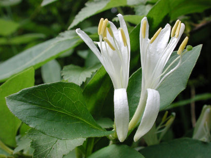 Japanese Honeysuckle - Fragrance Oil