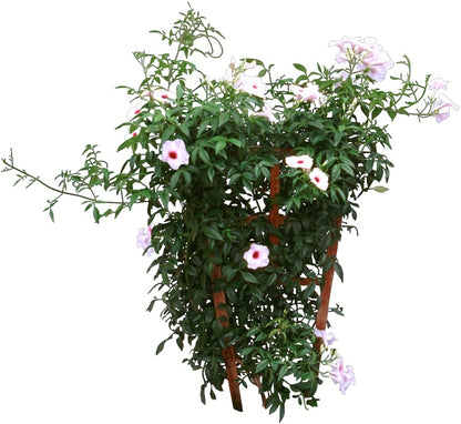 Jasmine - Fragrance Oil