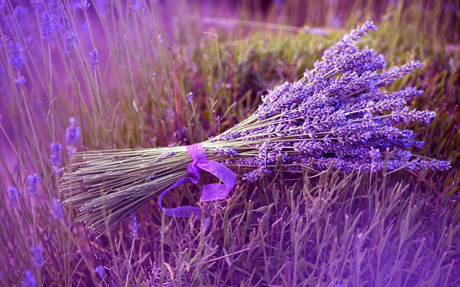 Lavender - Fragrance Oil