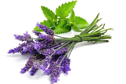 Lavender & Mint - Fragrance Oil