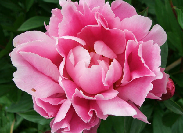Pink Peony - Fragrance Oil