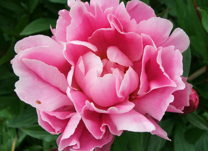 Pink Peony - Fragrance Oil