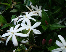 Wild Jasmine - Fragrance Oil