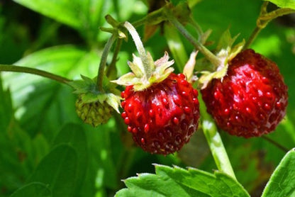 Wild Strawberry - Fragrance Oil