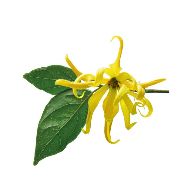 Ylang Vanille - Fragrance Oil