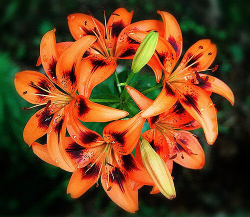 Tigerlily Blossom - Fragrance Oil