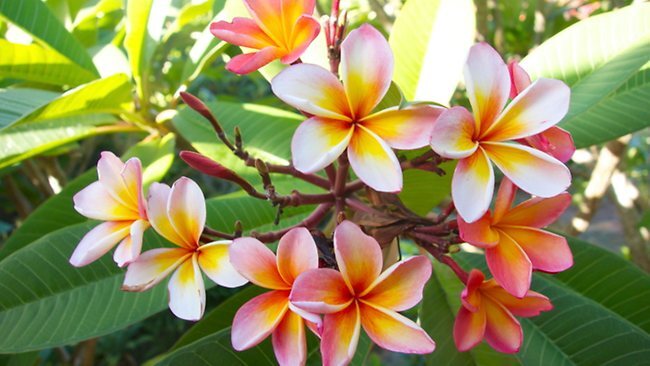 Wild Frangipani - Fragrance Oil