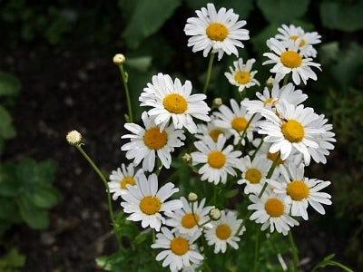 Daisy - Fragrance Oil