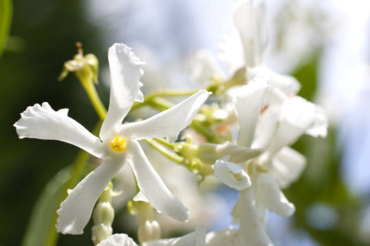 Jasmine & Magnolia - Fragrance Oil