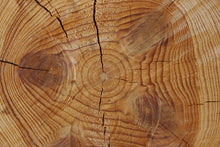 Cashmere Wood - Fragrance Oil