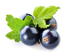 Blackcurrant & Plum - Fragrance Oil