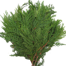 Christmas Cedar - Fragrance Oil