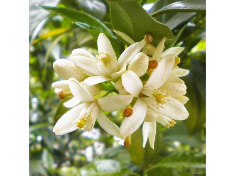 Neroli & Ylang Ylang - Fragrance Oil
