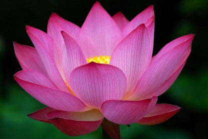 Lotus Flower - Fragrance Oil