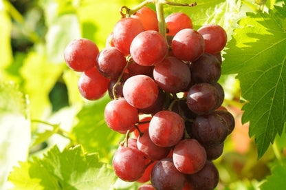 Amazonian Grape - Fragrance Oil