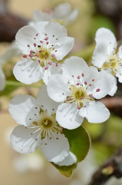Pear Blossom - Fragrance Oil