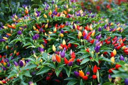 Rainbow Pepper - Fragrance Oil