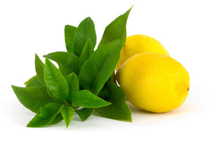 Lemon Verbena - Fragrance Oil
