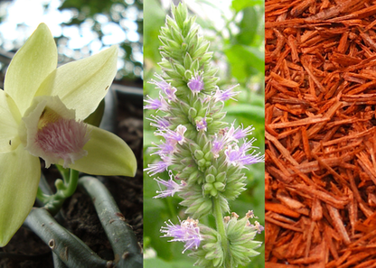 Vanilla, Patchouli & Sandalwood - Fragrance Oil