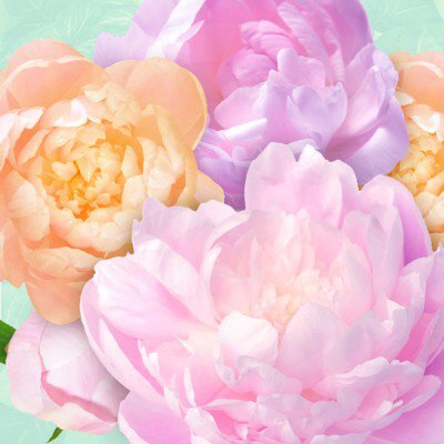 Angelic Whispers - Fragrance Oil