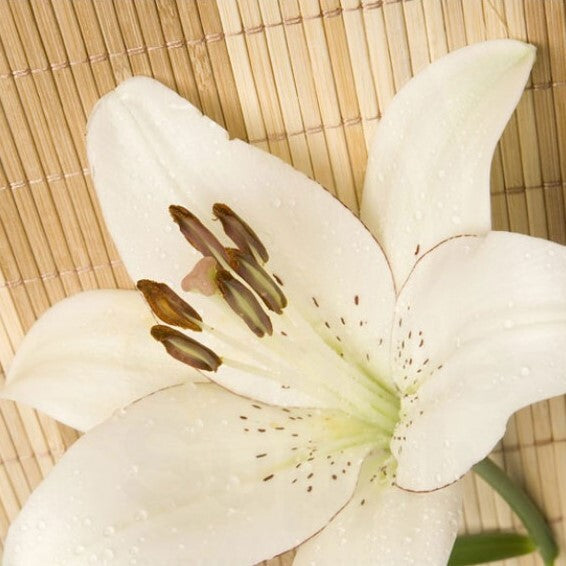 Bamboo & White Lily - Fragrance Oil