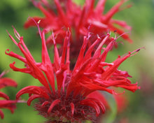 Bergamot & Banksia - Fragrance Oil