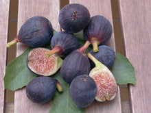 Black Fig & Guava - Fragrance Oil