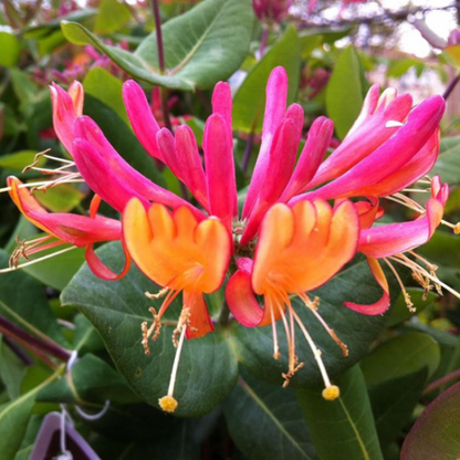 Golden Japanese Honeysuckle - Fragrance Oil