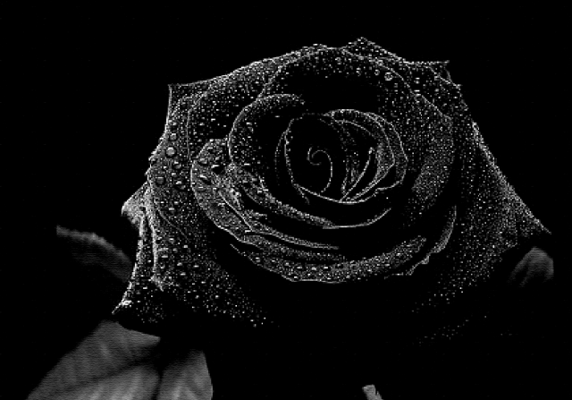 Black Rose & Oud - Fragrance Oil