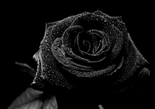 Black Rose & Oud - Fragrance Oil