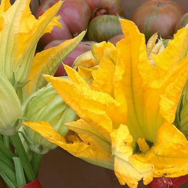 Pumpkin Blossom - Fragrance Oil