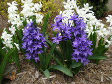 Blooming Hyacinth - Fragrance Oil