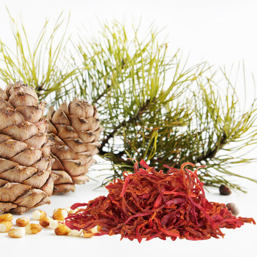 Cedar & Saffron - Fragrance Oil