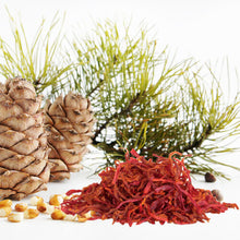 Cedar & Saffron - Fragrance Oil