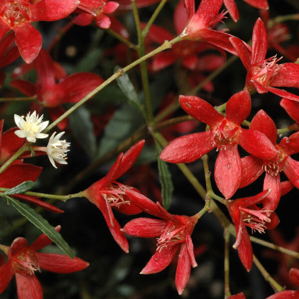 Christmas Bush - Fragrance Oil
