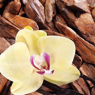 Double Vanilla & Sandalwood - Fragrance Oil