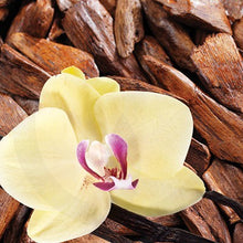 Double Vanilla & Sandalwood - Fragrance Oil