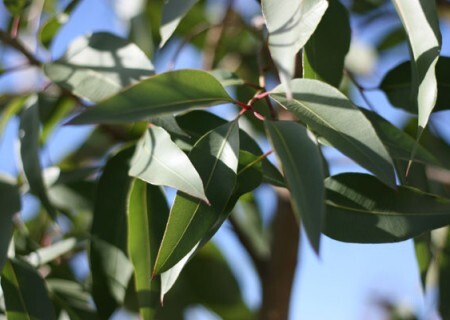 Eucalyptus Citriodora - Fragrance Oil