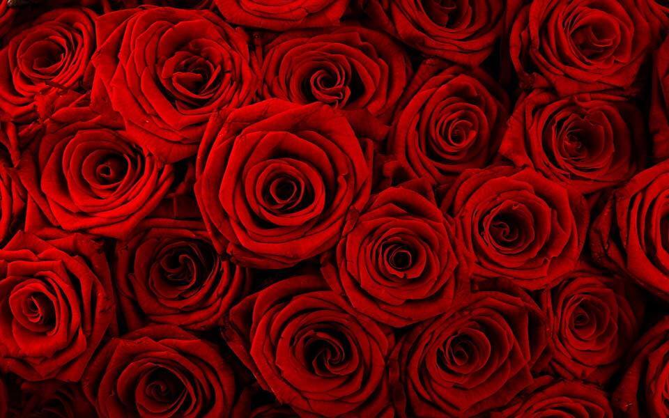 Rose Absolute - Fragrance Oil