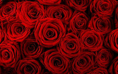 Rose Absolute - Fragrance Oil