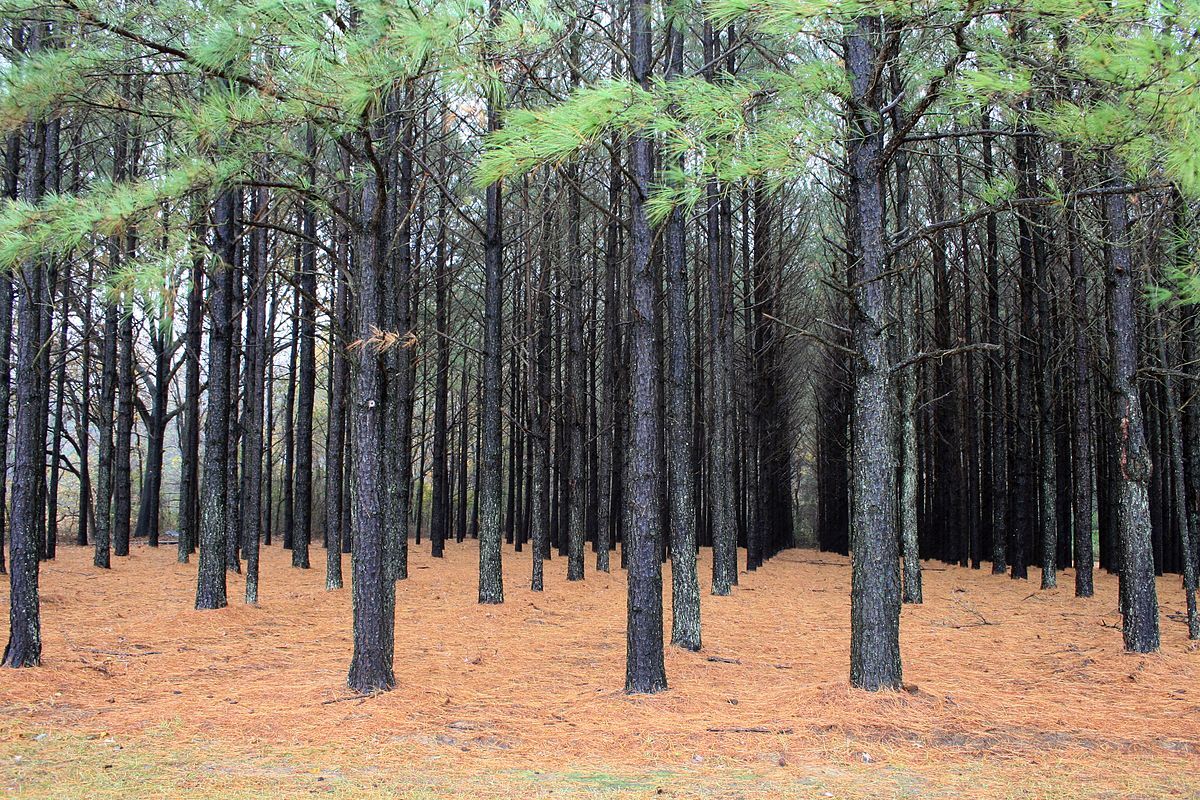 Exotic Woods - Fragrance Oil