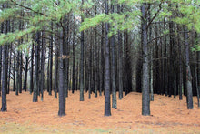 Exotic Woods - Fragrance Oil