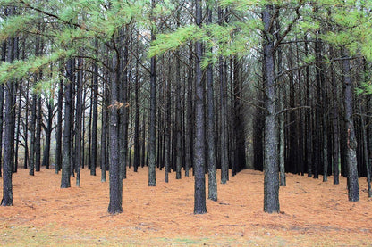 Exotic Woods - Fragrance Oil