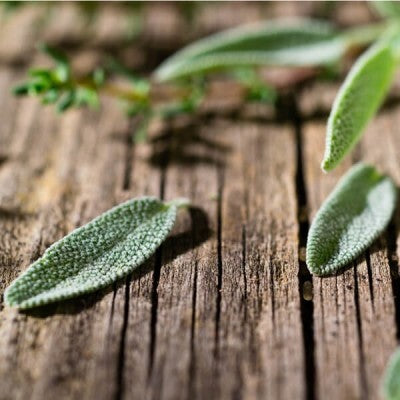Fresh Sage & Driftwood - Fragrance Oil
