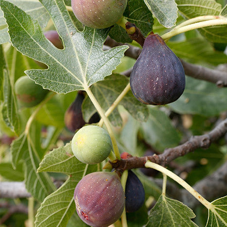 Fig Tree - Fragrance Oil