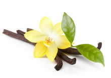 Flower Type Vanilla Cashmere - Fragrance Oil