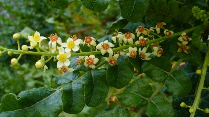 Frankincense & Myrrh No. 8 - Fragrance Oil