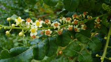Frankincense & Myrrh No. 8 - Fragrance Oil