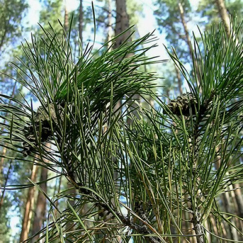 Fresh Pine & Fir Needle - Fragrance Oil