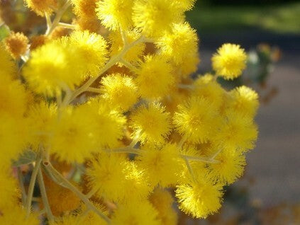 Golden Wattle - Fragrance Oil